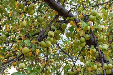 Organic green apples on a tree