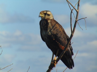Gavião no Pantanal