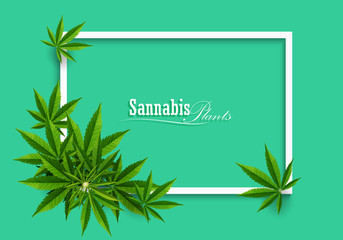 Green cannabis leaf drug marijuana herb Background.
