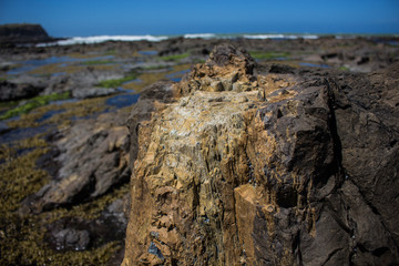 Fototapeta na wymiar Fossilized tree on the beach, south island, New Zealand.