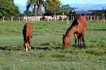 caballos y ganado en rancho criollo