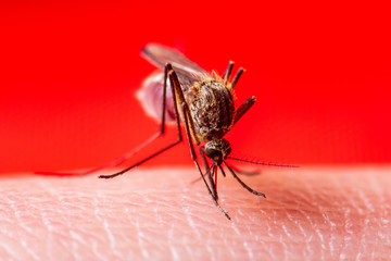 Encephalitis, Yellow Fever, Malaria Disease or Zika Virus Infected Culex Mosquito Parasite Insect Macro on Red Background
