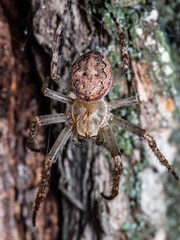 Spider Trap on Tree Macro