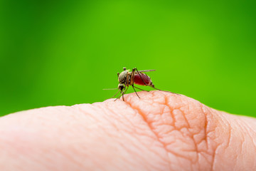 Encephalitis, Yellow Fever, Mayaro, Malaria Disease or Zika Virus Infected Culex Mosquito Parasite Insect Macro on Green Background