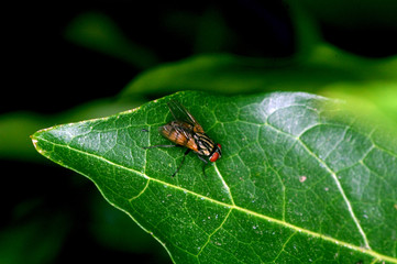 mosca que pica las frutas