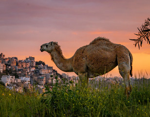 Wild Camel Looks Over the Skyline of Amman, Jordan