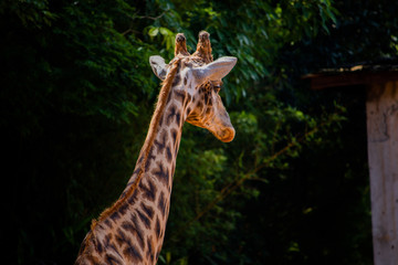 Girafa