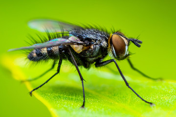 Exotic Tropical Drosophila Fruit Fly Diptera Parasite Insect on Plant Leaf Macro