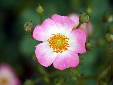 修景バラ Photos Royalty Free Images Graphics Vectors Videos Adobe Stock 修景バラ Photos Royalty Free Images Graphics Vectors Videos Adobe Stock