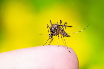 Encephalitis, Yellow Fever, Malaria Disease or Zika Virus Infected Culex Mosquito Parasite Insect Macro on Yellow Background