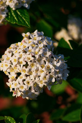 Close up of koreanspice viburnum (viburnum carlesii). White Koreanspice flowers. Macro photo of white flowers. White flowers in spring time.