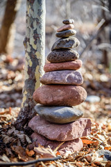 Balance and Wellness in the Forest