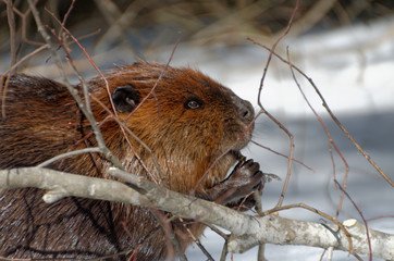 North American Beaver (Castor canadensis)