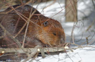 North American Beaver (Castor canadensis)