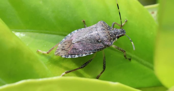 Brown Marmorated Stink Bug (Halyomorpha Halys) On Green Leaf. Close Up View / Macro Shot - DCi 4K Resolution