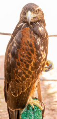 The portrait of a hawk on top of a fence