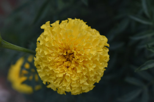 beautiful yellow marigold with leaves