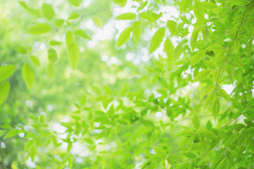 Fototapeta na wymiar Close up of green leaves on the green backgrounds