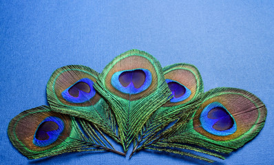 several tail peacock feather on a blue background in the form of a fan, macro