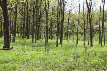 Savanna at Somme Prairie Grove in Northbrook, Illinois on a sunny day in spring