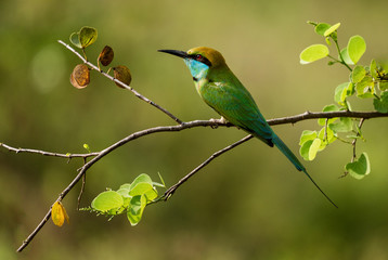 Bee eater sits on a branch in Sri Lanka