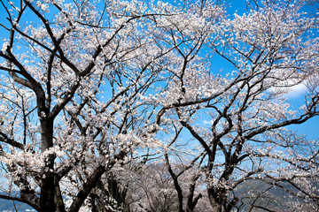 背割り堤の桜
