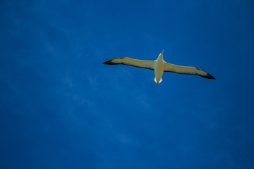 Royal Albatross in flight, , south island, New Zealand.