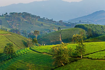 Foto op Canvas Tea plantation in Phu Tho Province, Vietnam © hcongthanh