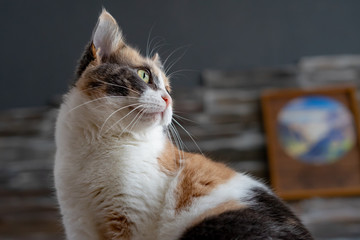 Cat Gazing out Window