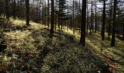 クマザサの茂る林