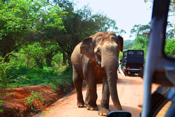 Elephant encounter on road while on safari in Yala National Park © Jason Busa