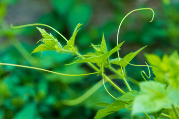 Fetid passionflower