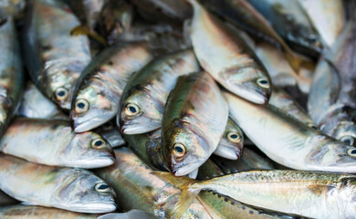  Fresh Mackerel Fish Seafood Market Traditional