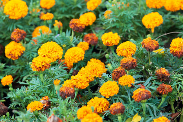 Marigold flower