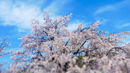 西の丸庭園の桜