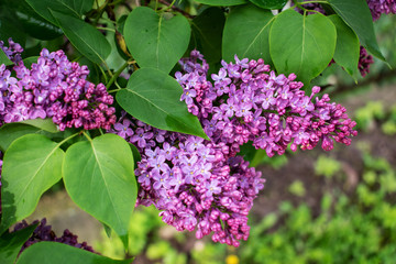Fototapeta na wymiar Spring time. Lilac blossom tree.
