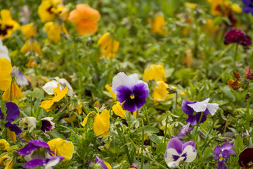 Beautiful wild flowers in a meadow