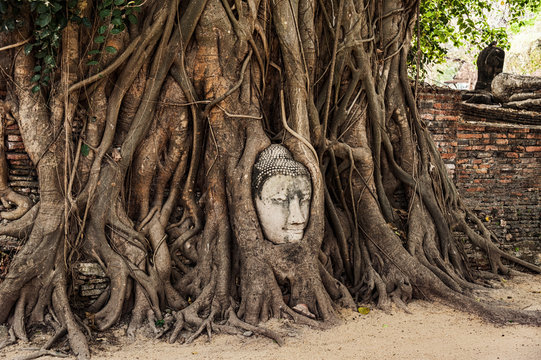 ancient buddhas head in roots in ayutthaya park, famous buddha head in roots of tree, popular tourist place in Thailand