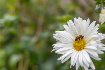 Una Flor de crisantemo con una abeja 