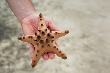 man is holding big tropical sea star on his hand - 268938880