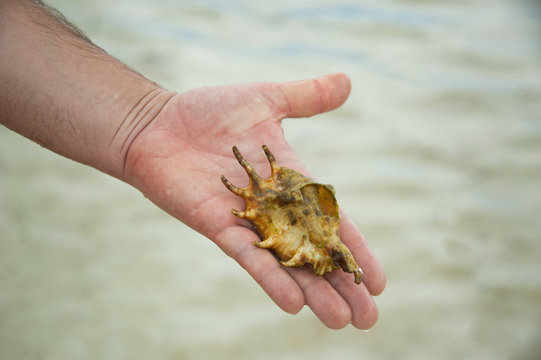 one big natural sea shell on man's hand,