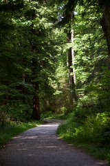 path in forest