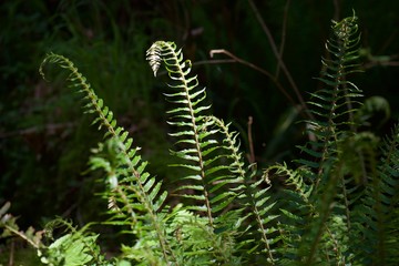 fern in forest