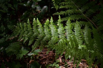 fern in the forest