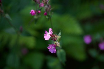 flower in the garden
