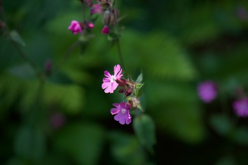 flower in the garden