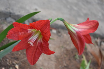 beautiful red flower at my garden