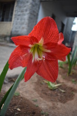 beautiful red flower at my garden