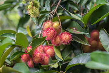 The fresh rambutan on tree.