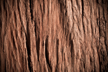 Texture of old bark wood